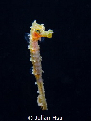 Juvenile seahorse by Julian Hsu 